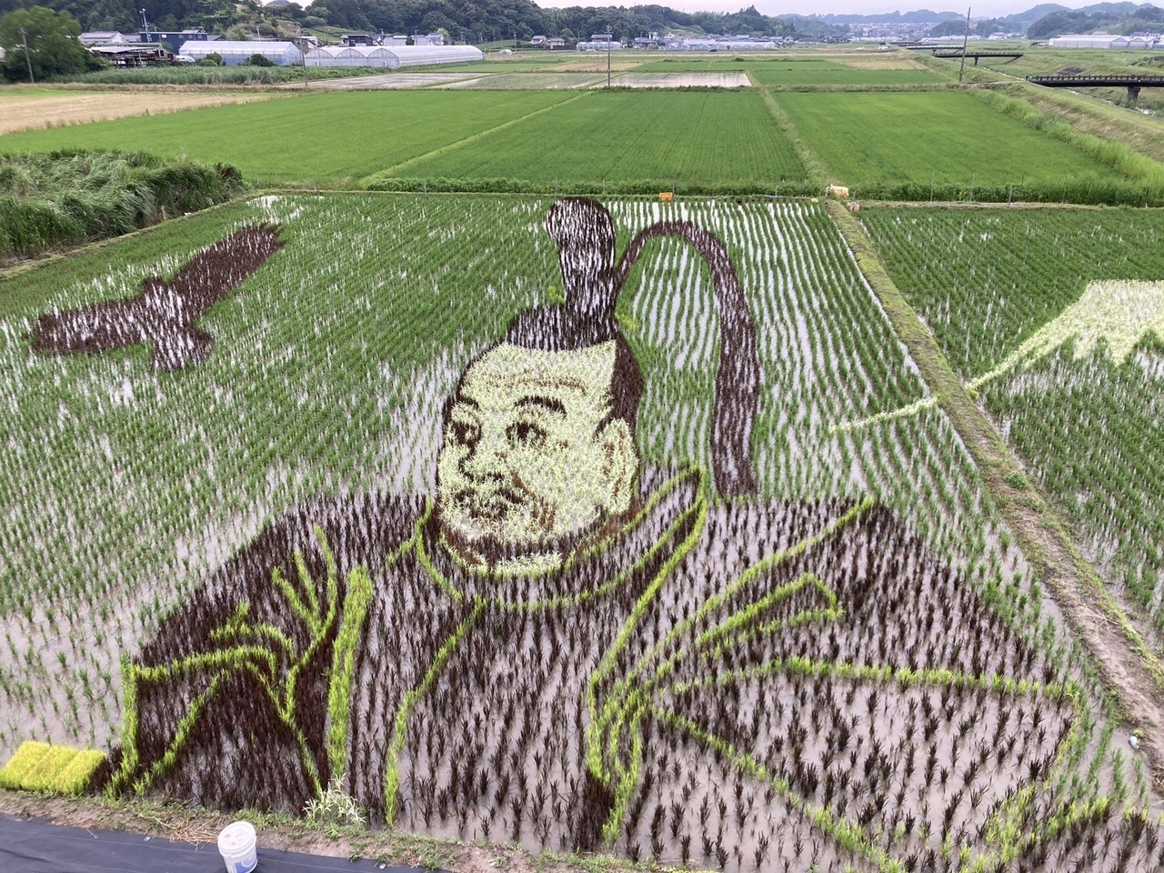 ☆田んぼアートやぐらから鑑賞 | 静岡県 菊川市観光協会｜深蒸し茶発祥の地