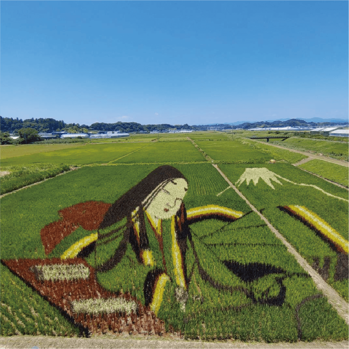 田んぼアート菊川2024